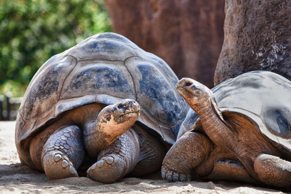 kornjace-galapagos