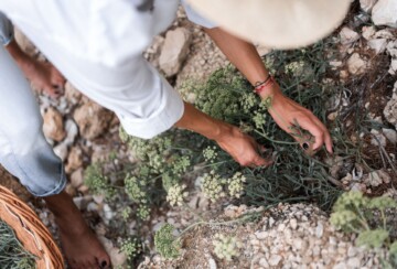 Larisa Hržić bere biljke za gin na Braču