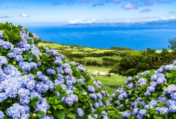 otok-pico-azori