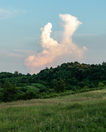 slavonija-zelenilo