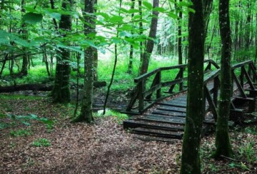 Poučna staza Šumarica i drveni most preko potoka