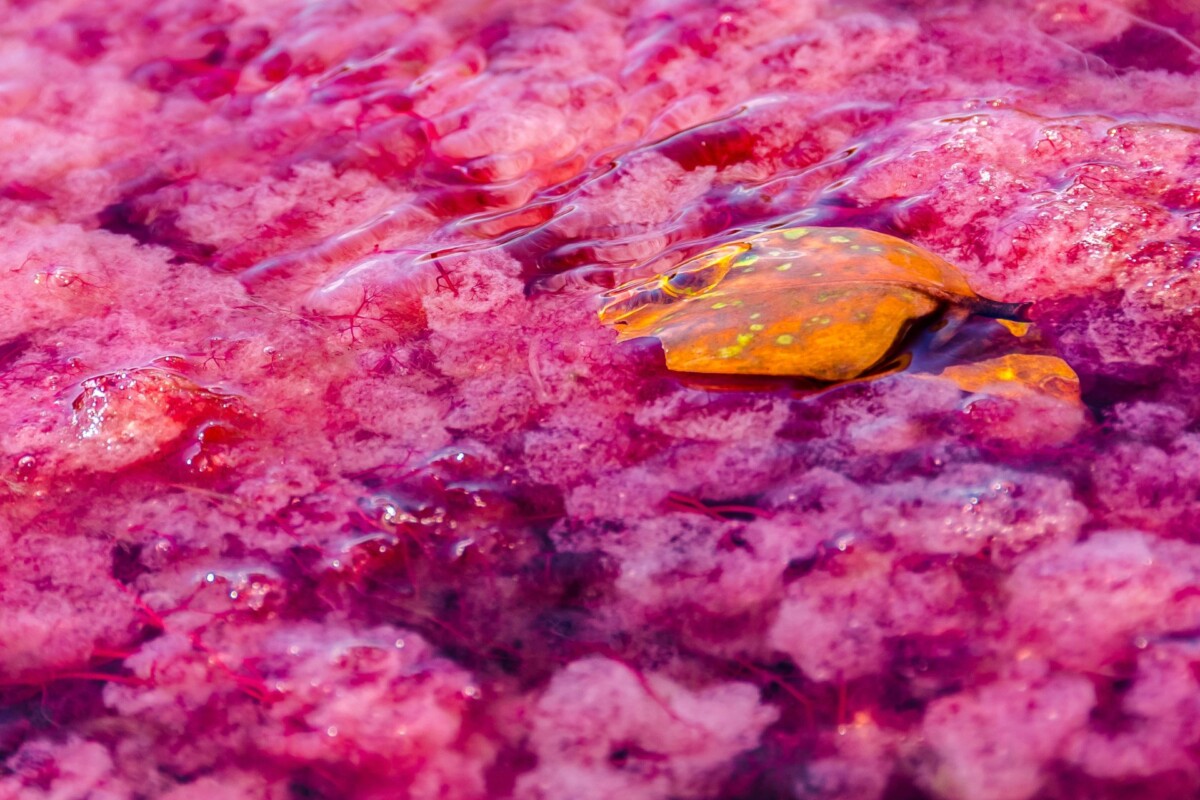 Caño-Cristales-tekuća duga-Kolumbija -6