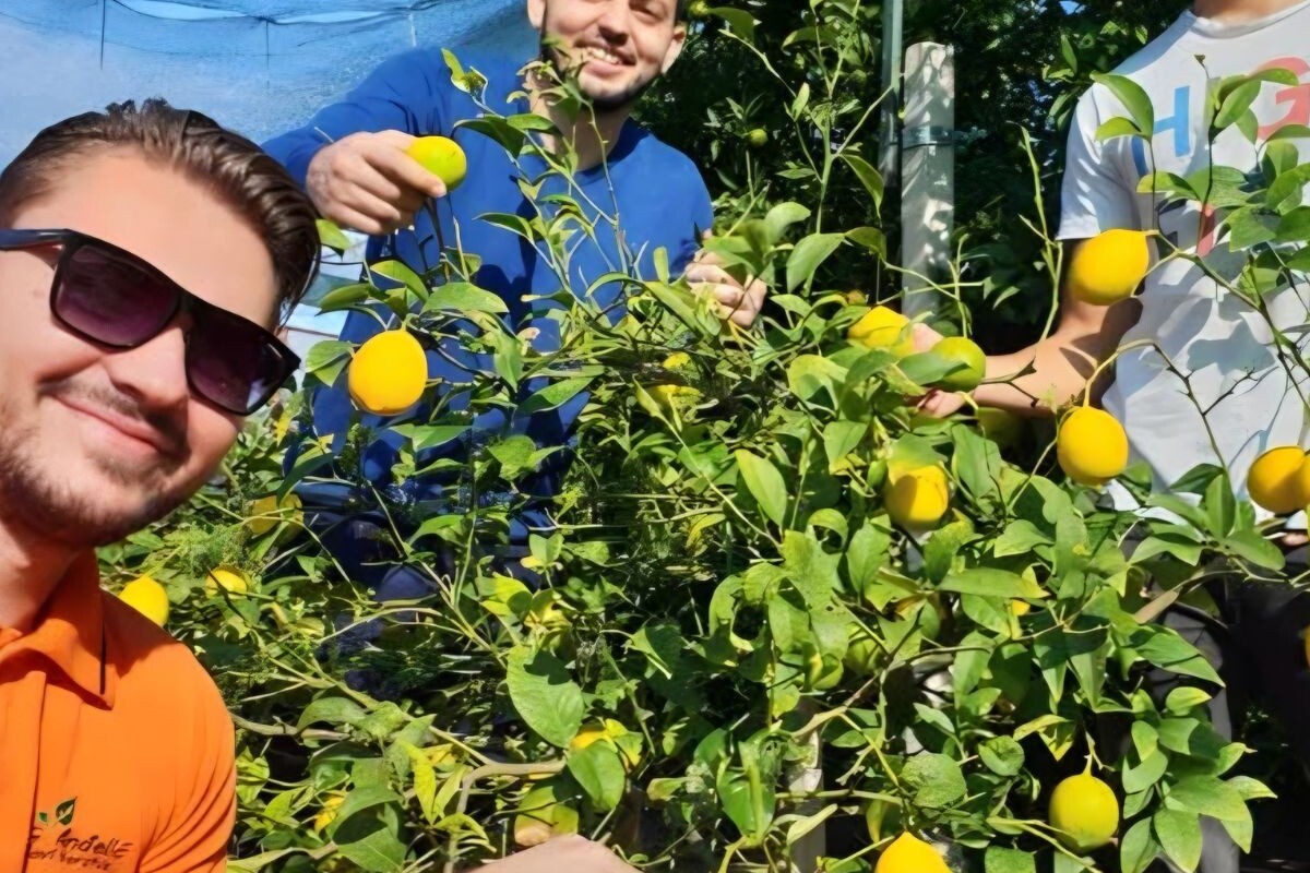 Ivan, Matej i Andrej Anđelić u berbi mandarina