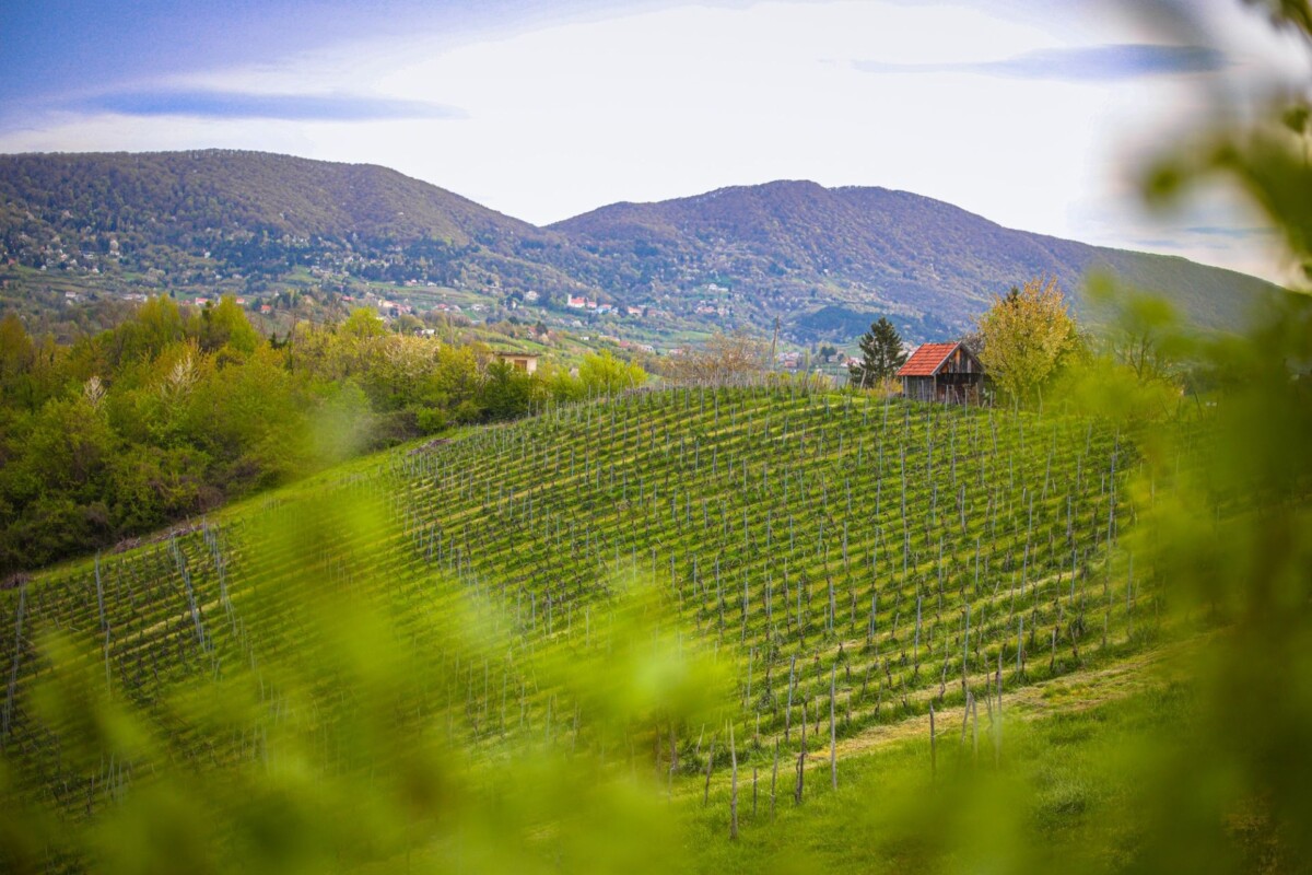plesivica-vinogradi