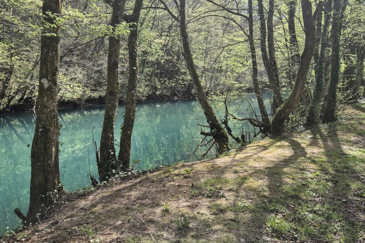 rijeka-slunjcica-stabla