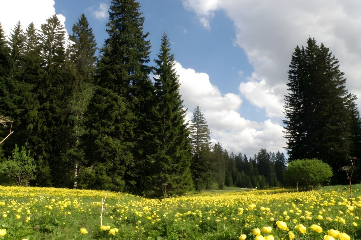 suma-stirovaca-velebit