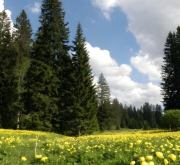 suma-stirovaca-velebit