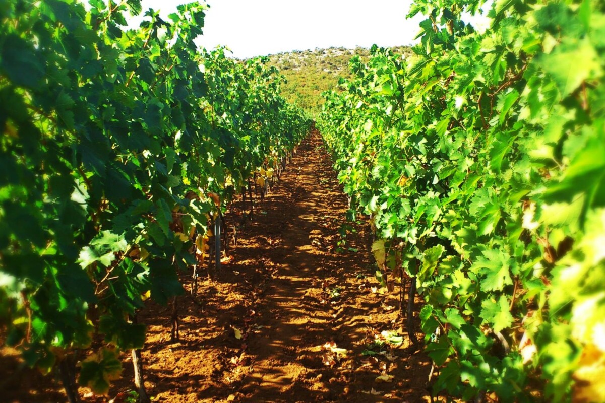 vinogradi-birin-vodice