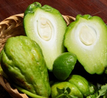 čajot-meksički-krastavac