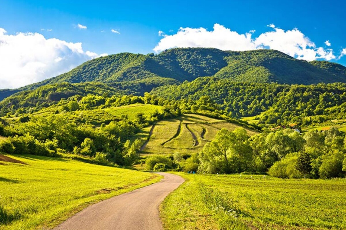 plesivica-vinogradi