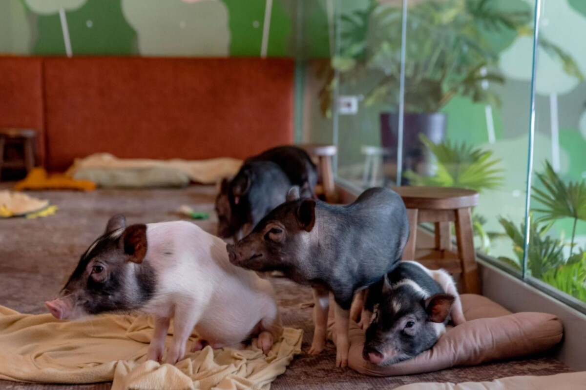 MiniPig Cafe u Budimpešti