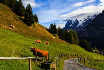 murren-švicarska-6