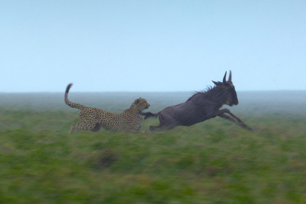 ©National Geographic-bertie-gregory-gepardi-izbliza-10