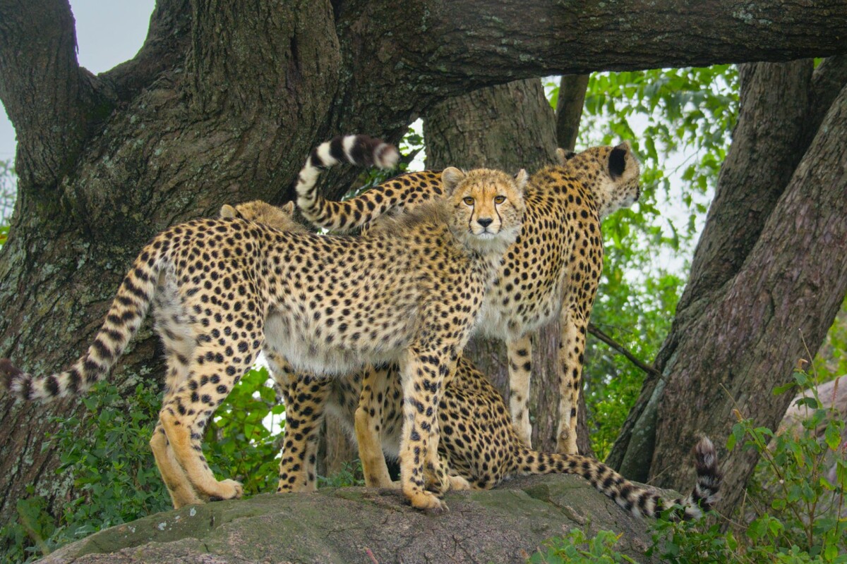©National Geographic-bertie-gregory-gepardi-izbliza-4