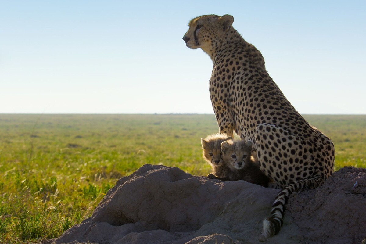 ©National Geographic-bertie-gregory-gepardi-izbliza-5