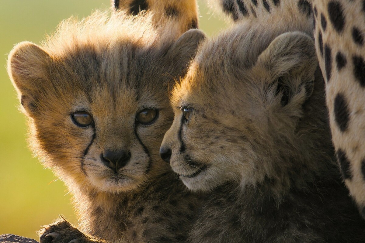 ©National Geographic-bertie-gregory-gepardi-izbliza-6