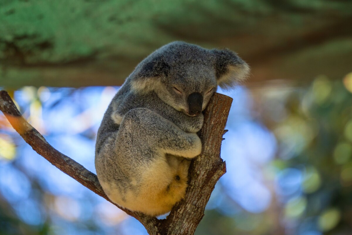 koala
