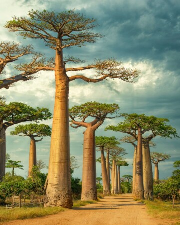 Aleja baobaba Madagaskar