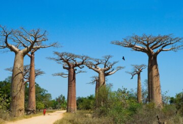 Aleja baobaba Madagaskar1