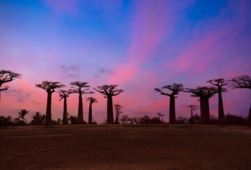 Aleja baobaba Madagaskar2