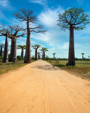 Aleja baobaba Madagaskar4