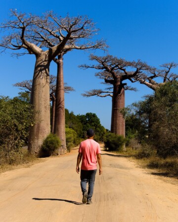 Avenija baobaba Madagaskar1