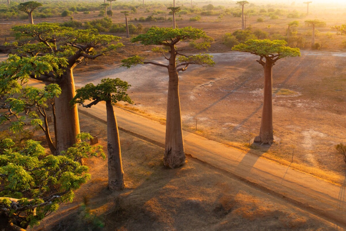 avenija-baobaba-madagaskar