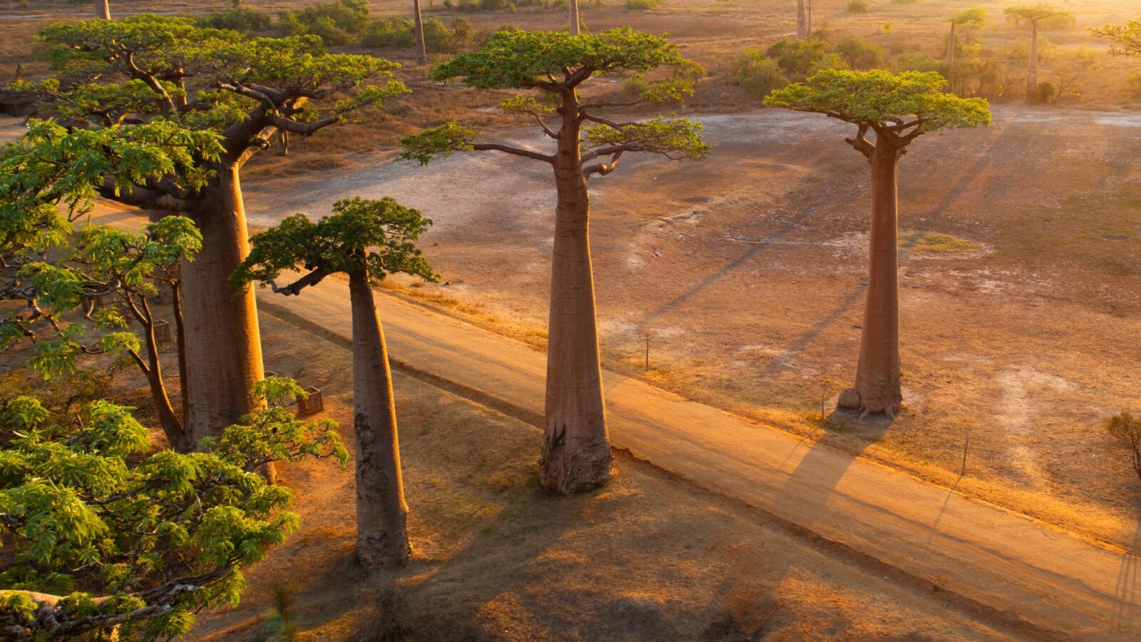 avenija-baobaba-madagaskar