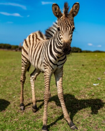 Brijuni zebre
