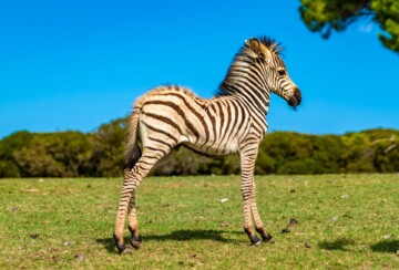 Brijuni zebre3