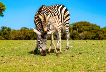 Brijuni zebre4