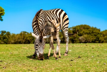 Brijuni zebre5