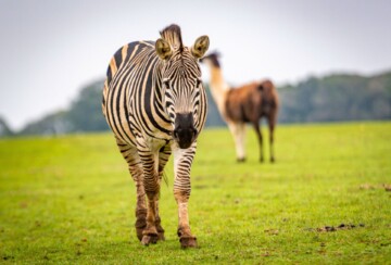 Brijuni zebre7