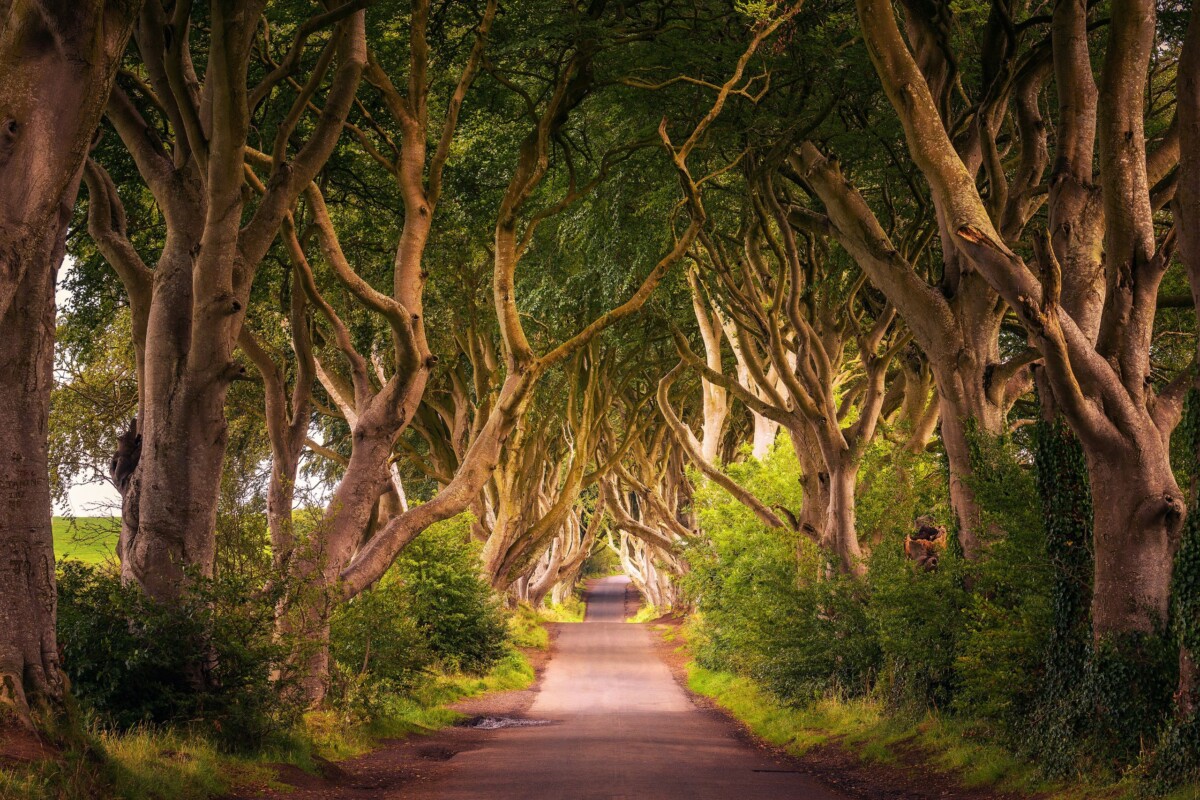 Dark Hedges Sjeverna Irska