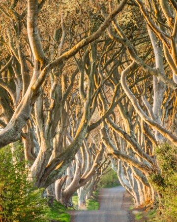 Dark Hedges Sjeverna Irska1