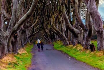 Dark Hedges Sjeverna Irska2