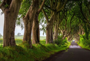 Dark Hedges Sjeverna Irska3