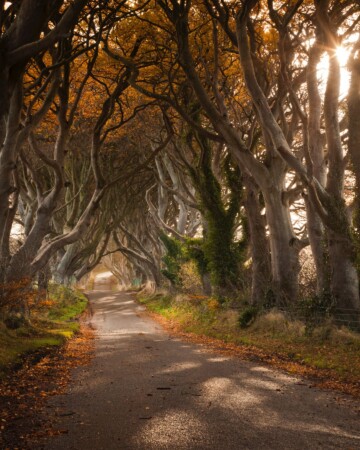 Dark Hedges Sjeverna Irska4