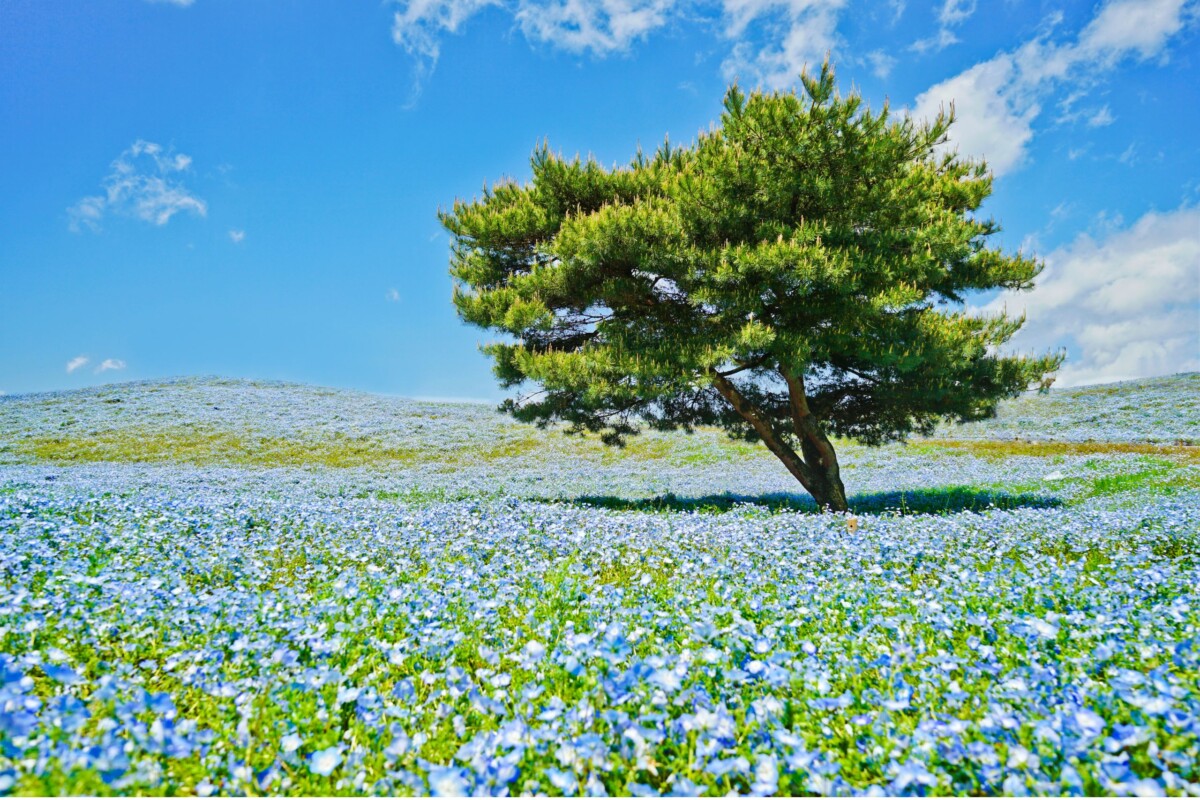 hitachi-seaside-park