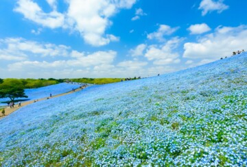 hitachi-seaside-park-2