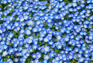 hitachi-seaside-park-3