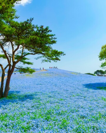 hitachi-seaside-park-4