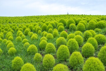 hitachi-seaside-park-5