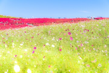 hitachi-seaside-park-6
