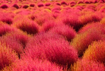 hitachi-seaside-park-7