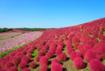 hitachi-seaside-park-8