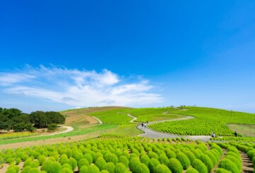 hitachi-seaside-park-9