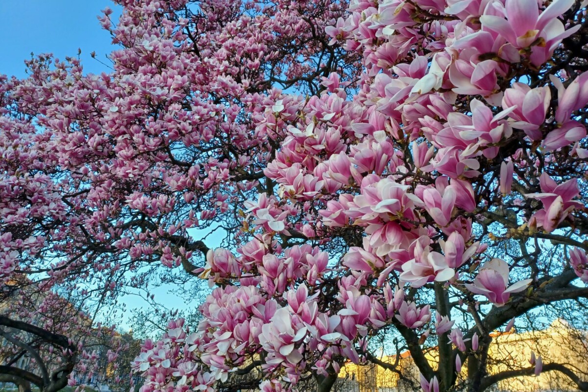 magnolija-tomislavac-zagreb-5