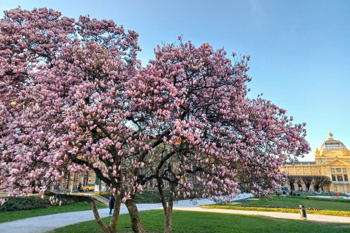 magnolija-tomislavac-zagreb-6