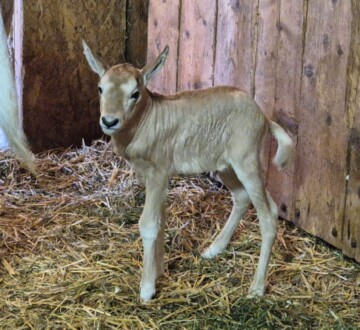 oriks Pistacio ZOO Zagreb